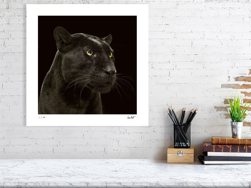 Studio portrait of a black leopard by Tim Platt Fine Art Photography