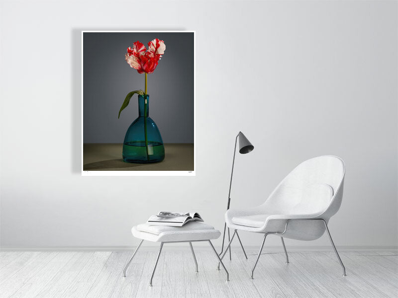 Red & white Parrot tulip and blue glass vase still-life by Tim Platt Fine Art Photography