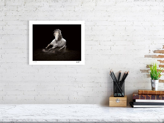 A prize Lusitano stallion by animal photographer Tim Platt limited edition print from Tim Platt Fine Art Photography Prints