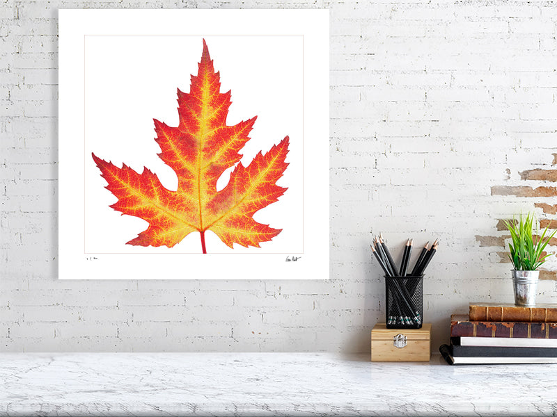 Silver maple leaf botanical portrait by photographer Tim Platt limited edition print from Tim Platt Fine Art Photography Prints