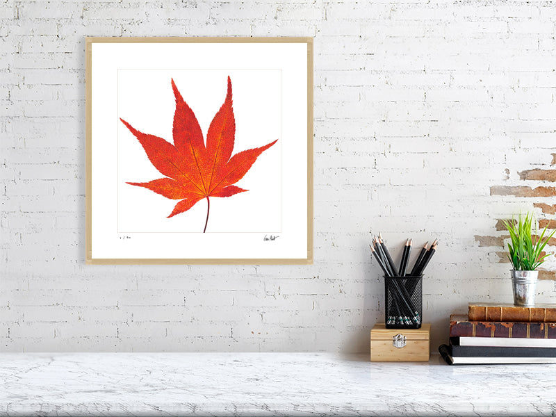 Japanese Maple botanical portrait by photographer Tim Platt limited edition print from Tim Platt Fine Art Photography Prints