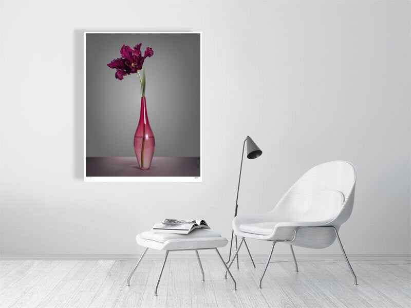 Purple Parrot tulip and pink glass vase still-life by Tim Platt Fine Art Photography