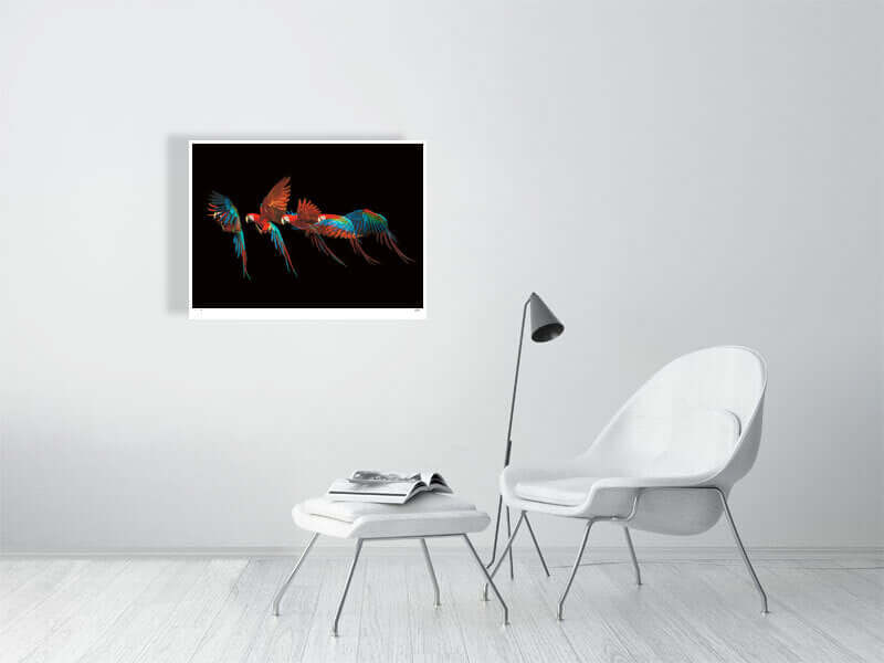 A macaw parrot in flight by fine art photographer Tim Platt limited edition print from Tim Platt Fine Art Photography Prints