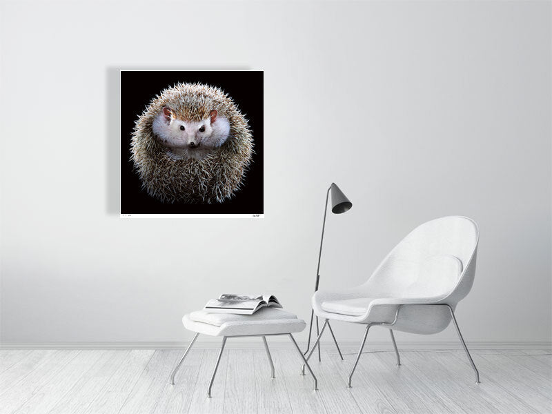 African Pygmy hedgehog by fine art photographer Tim Platt limited edition print from Tim Platt Fine Art Photography Prints