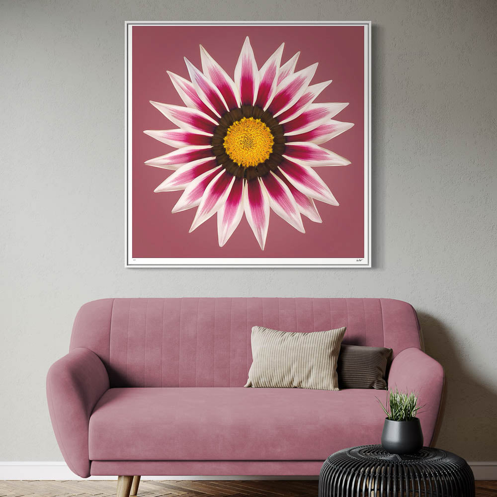 Gazania