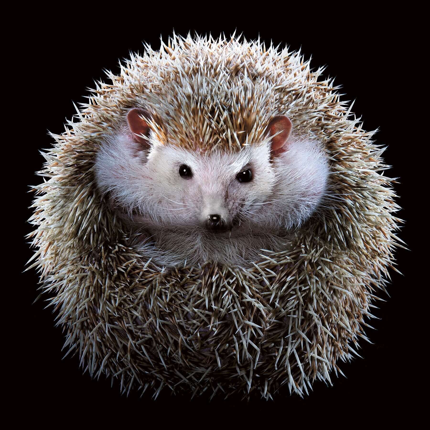 African Pygmy hedgehog by fine art photographer Tim Platt – Tim