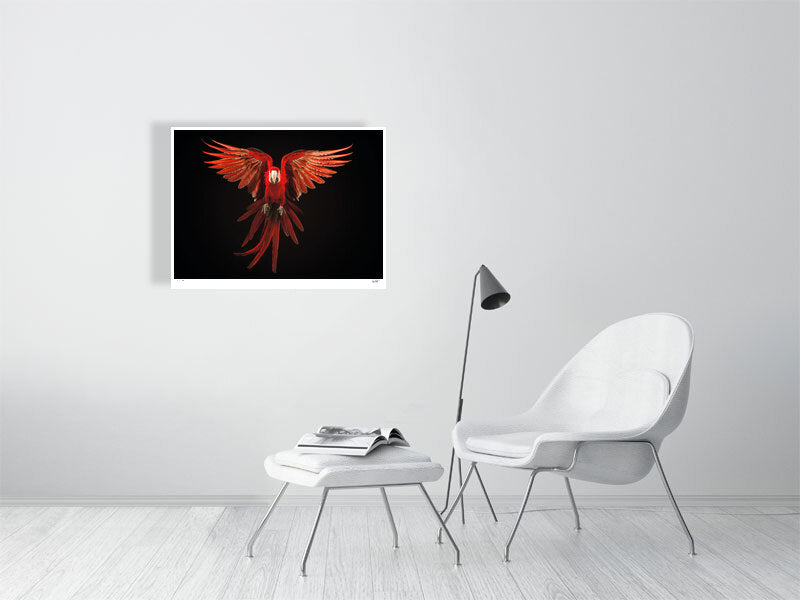 Macaw parrot in flight by fine art photographer Tim Platt limited edition print from Tim Platt Fine Art Photography Prints