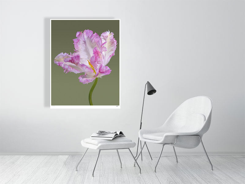Pink parrot tulip by Tim Platt Fine Art Photography