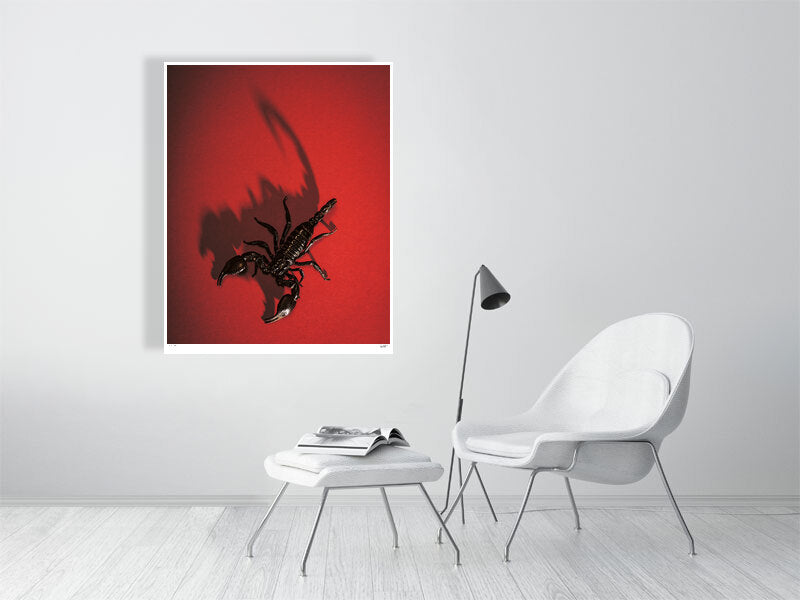 A Black Scorpion portrait by animal photographer Tim Platt limited edition print from Tim Platt Fine Art Photography Prints