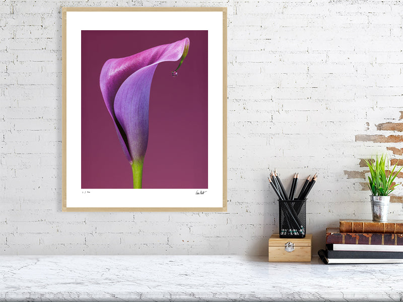 Calla lily flower portrait by flower photographer Tim Platt limited edition print from Tim Platt Fine Art Photography Prints