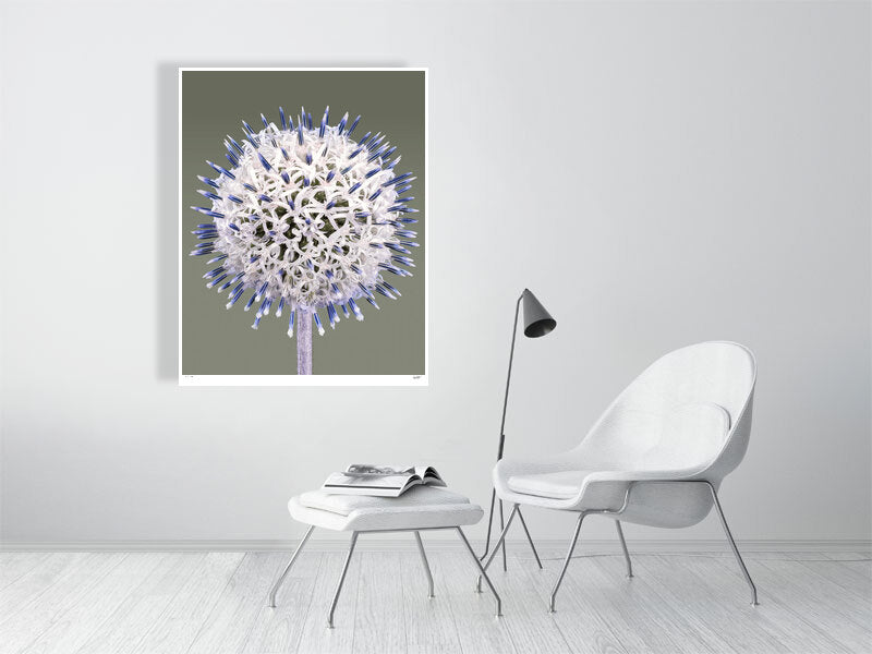 Globe Thistle by Tim Platt Fine Art Photography