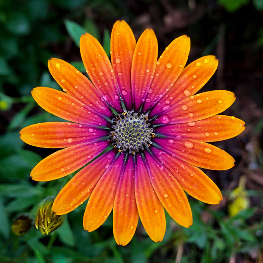 Osteospermum "purple sun" daisy illustrating The power of Symmetry blog post by fine art photographer Tim Platt on Tim Platt Fine Art Photography Prints website