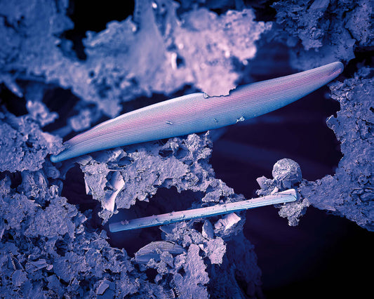 Tim Platt wins Gold at the 11th FAPA Awards 2025