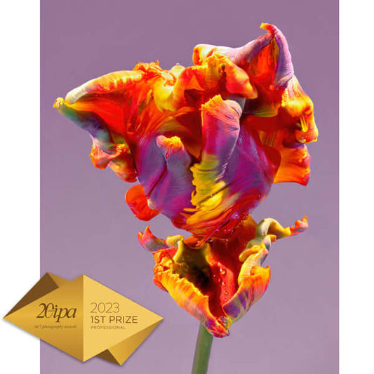 Tim Platt winner International Photography Awards 2023