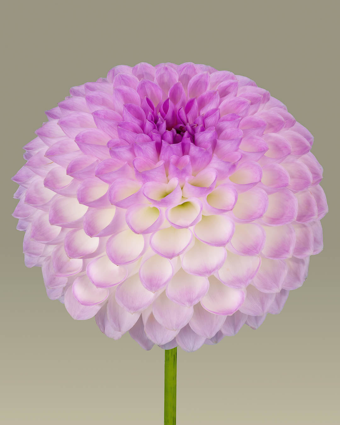 New flowers Summer 2025