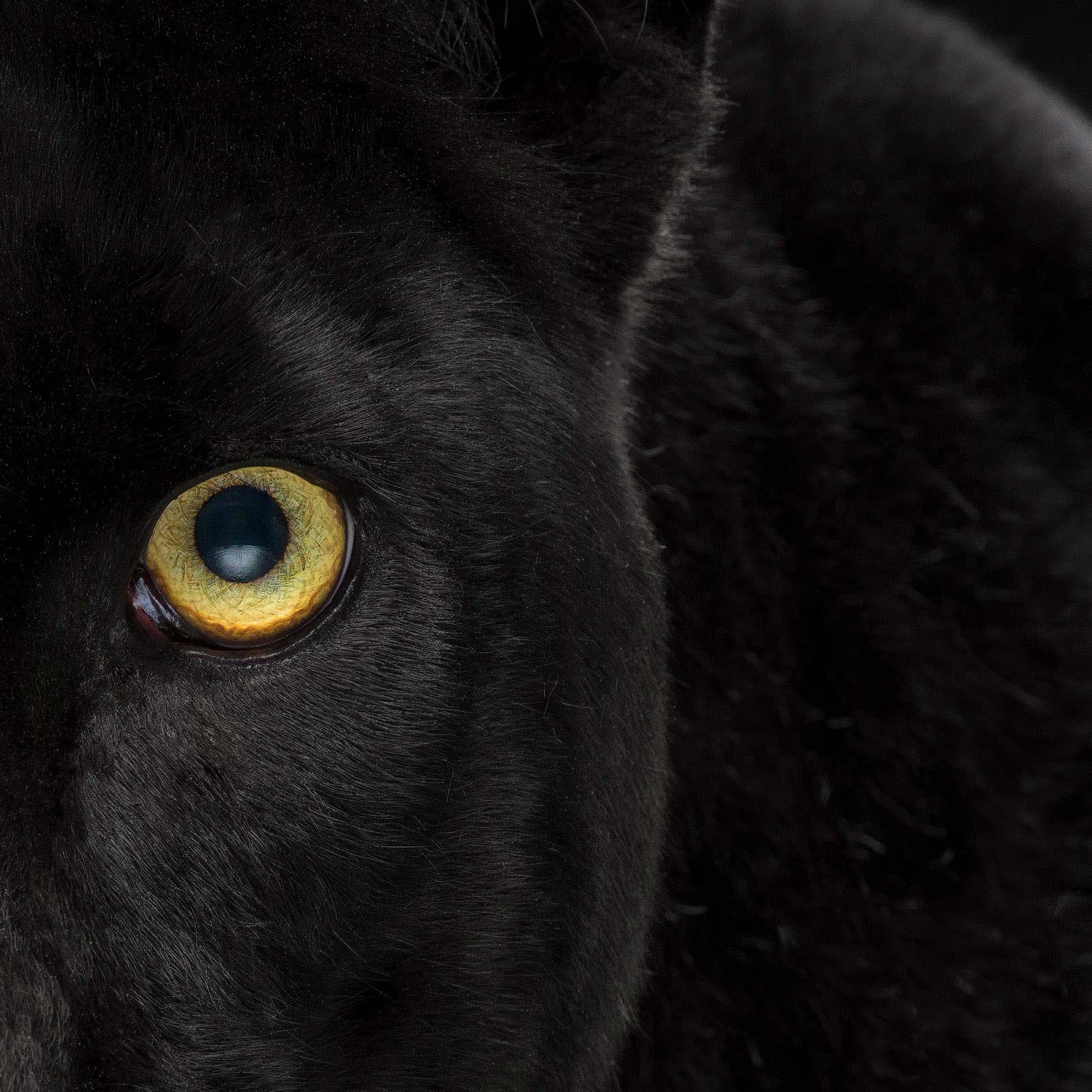 Close up photograph of a black panther's eye by animal photographer Tim Platt