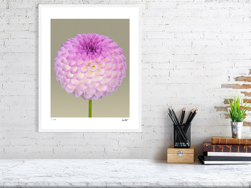 Ball dahlia #1 by Tim Platt Fine Art Photography