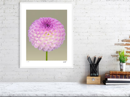 Ball dahlia #1 by Tim Platt Fine Art Photography