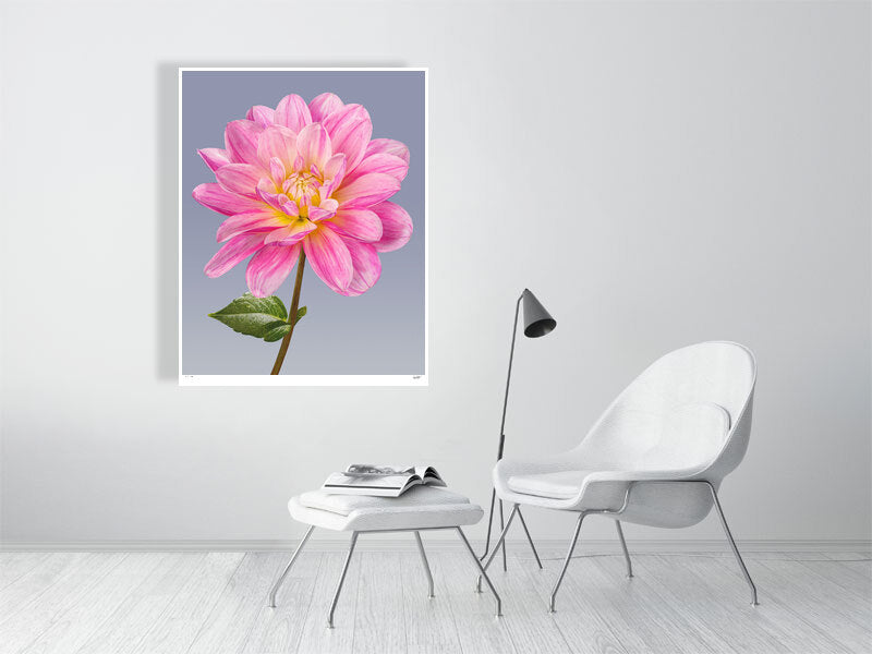 Pink dahlia by Tim Platt Fine Art Photography