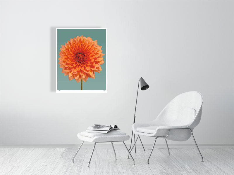 Orange dahlia by Tim Platt Fine Art Photography