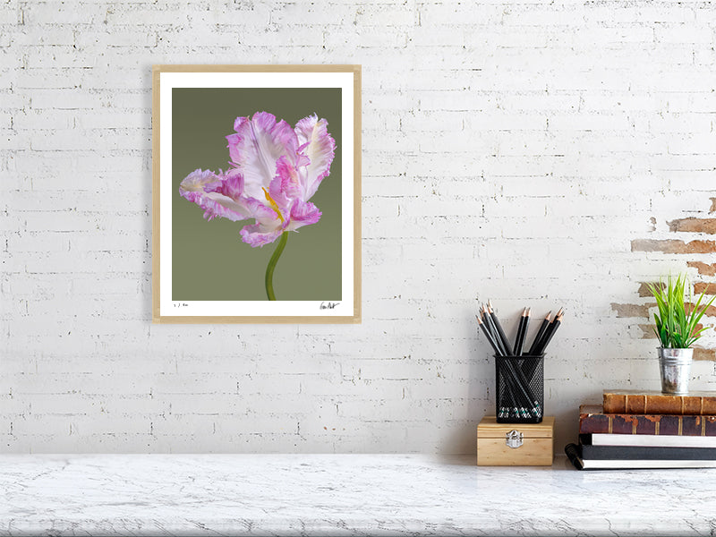 Pink parrot tulip by Tim Platt Fine Art Photography