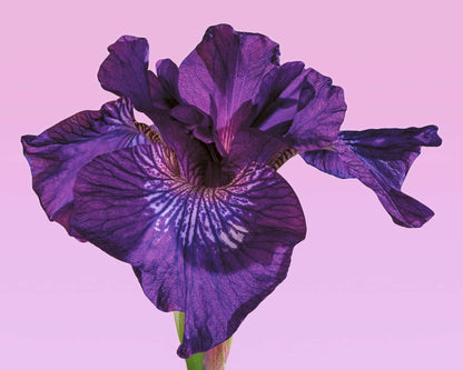 Purple Siberian Iris flower close-up by fine art photographer Tim Platt available from Tim Platt Fine Art Photography Prints