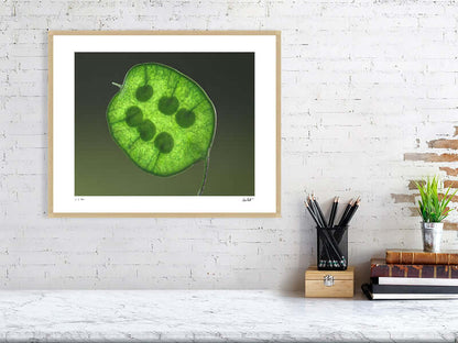 Bright green Honesty seed head by macro flower photographer Tim Platt available online from Tim Platt Fine Art Photography Prints