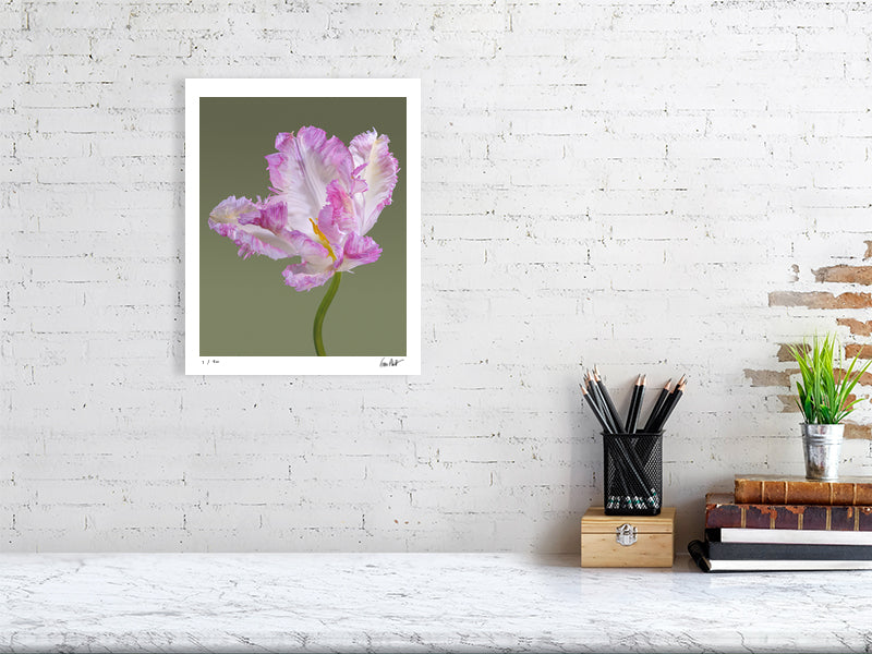 Pink parrot tulip by Tim Platt Fine Art Photography