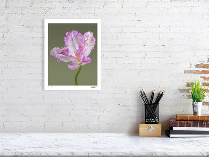 Pink parrot tulip by Tim Platt Fine Art Photography