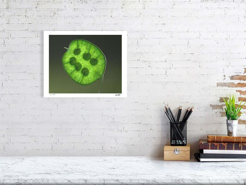 Bright green Honesty seed head by macro flower photographer Tim Platt available online from Tim Platt Fine Art Photography Prints