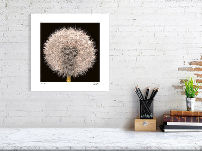 A close-up of a dandelion clock sparkling with rain drops by photographer Tim Platt available online from Tim Platt Fine Art Photography Prints