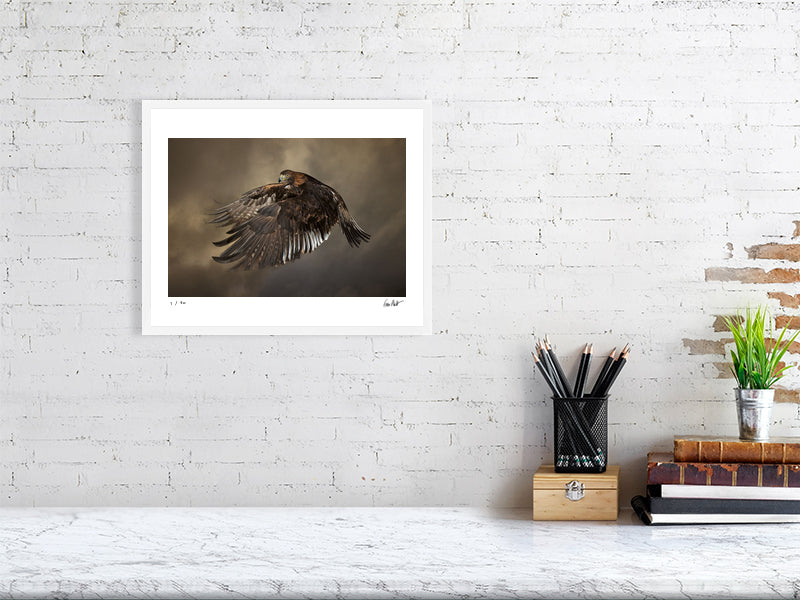 A Golden Eagle in mid-flight against a dramatic sky by photographer Tim Platt available online from Tim Platt Fine Art Photography Prints