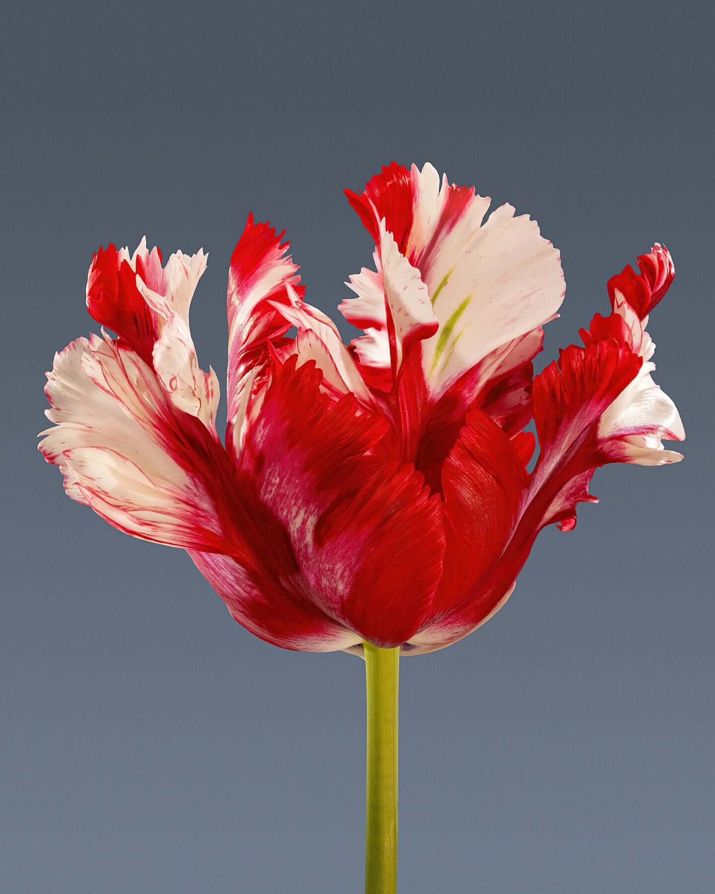 Estella Rijnveld Parrot tulip by Tim Platt Fine Art Photography