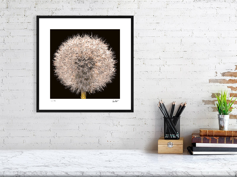 A close-up of a dandelion clock sparkling with rain drops by photographer Tim Platt available online from Tim Platt Fine Art Photography Prints