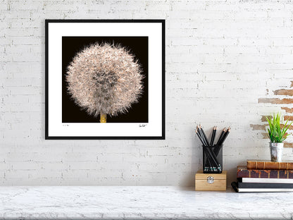 A close-up of a dandelion clock sparkling with rain drops by photographer Tim Platt available online from Tim Platt Fine Art Photography Prints