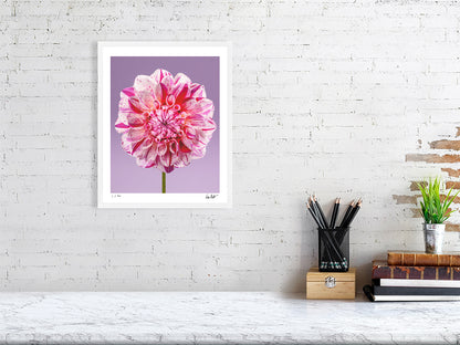 Painted Lady dahlia by Tim Platt Fine Art Photography