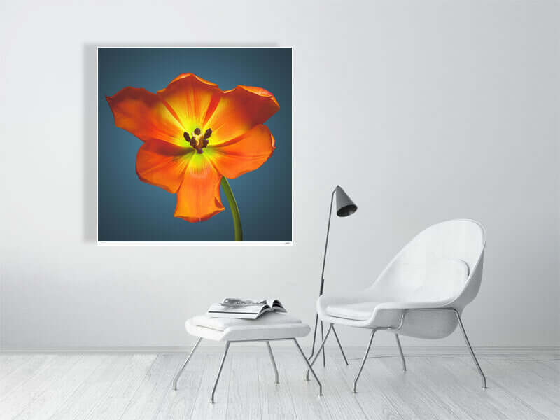 A bright orange Daydream tulip by by macro flower photographer Tim Platt available online from Tim Platt Fine Art Photography Prints