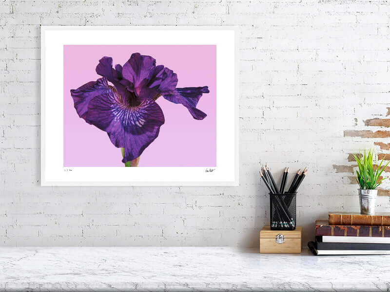 Purple Siberian Iris flower close-up by fine art photographer Tim Platt available from Tim Platt Fine Art Photography Prints