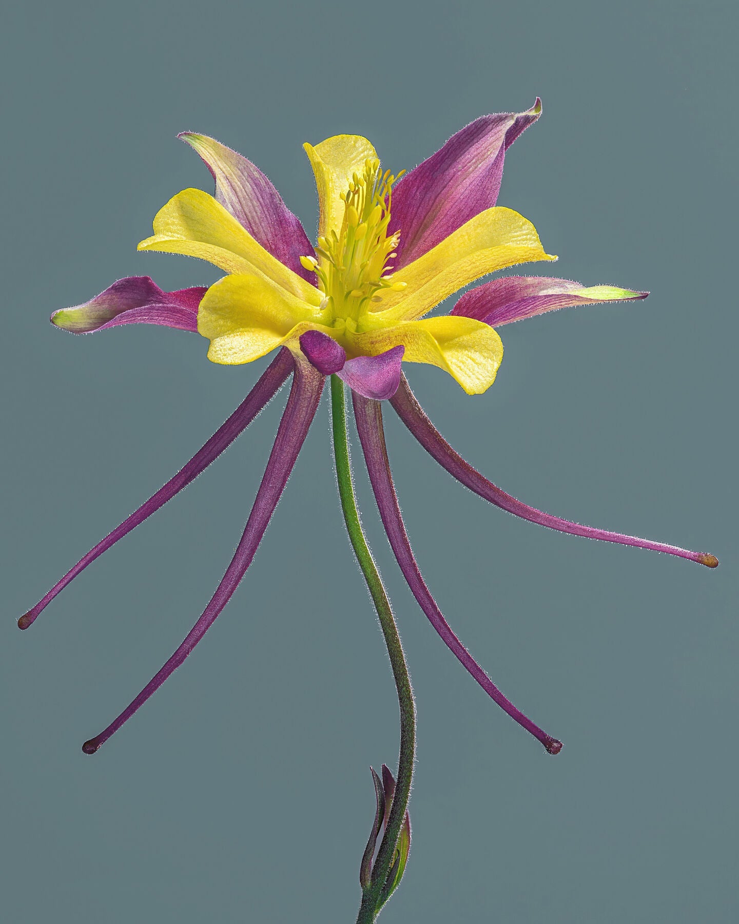 Magenta and yellow Columbine flower close-up by photographer Tim Platt available from Tim Platt Fine Art Photography Prints