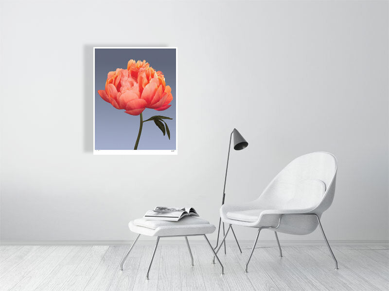 Coral peony by Tim Platt Fine Art Photography