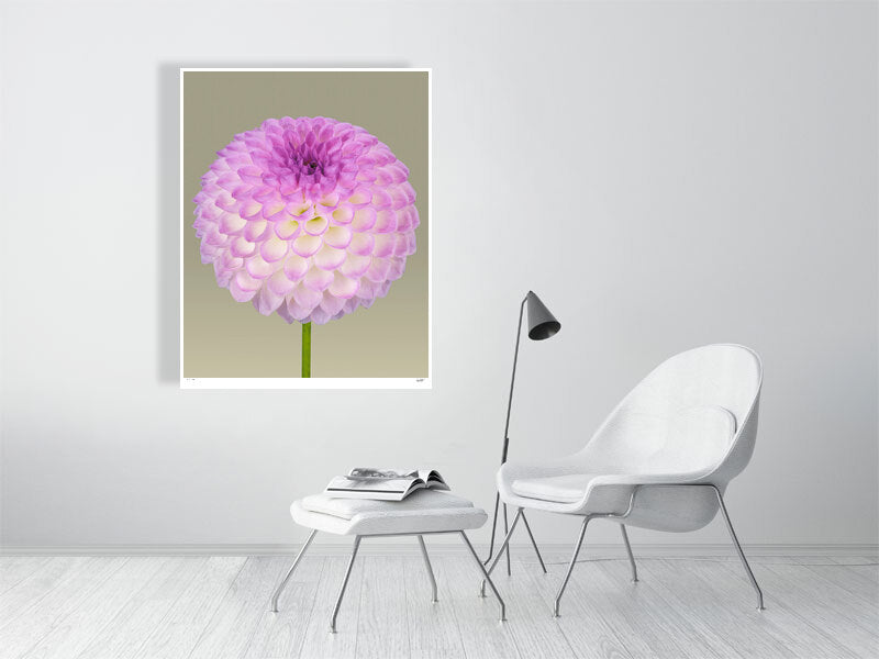 Ball dahlia #1 by Tim Platt Fine Art Photography