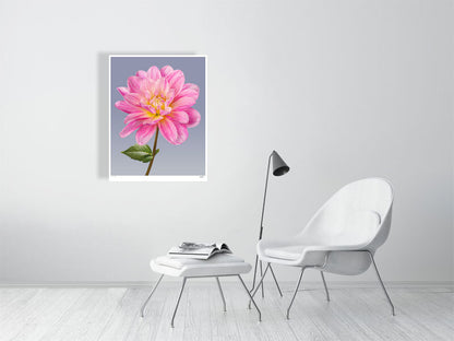 Pink dahlia by Tim Platt Fine Art Photography