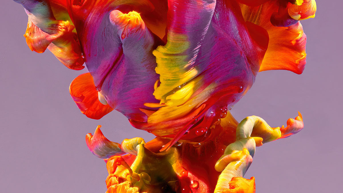 Buy limited edition fine art photography of flowers, animals and birds ...