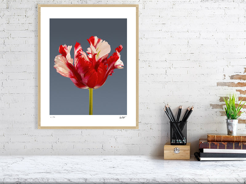 Estella Rijnveld Parrot tulip by Tim Platt Fine Art Photography