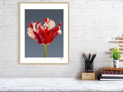 Estella Rijnveld Parrot tulip by Tim Platt Fine Art Photography