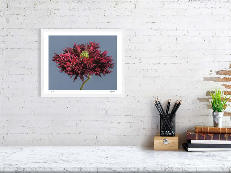 Black swan poppy by fine art photographer Tim Platt available from Tim Platt Fine Art Photography Prints