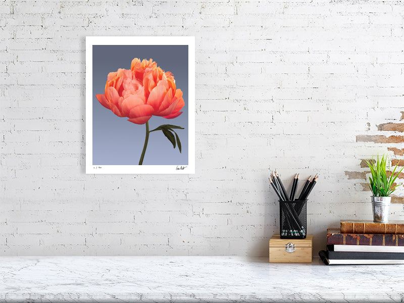 Coral peony by Tim Platt Fine Art Photography