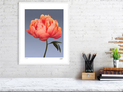 Coral peony by Tim Platt Fine Art Photography