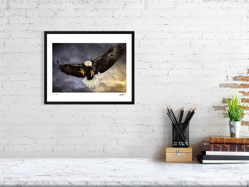 A Bald Eagle swoops in mid-flight against a dramatic sky by photographer Tim Platt available online from Tim Platt Fine Art Photography Prints