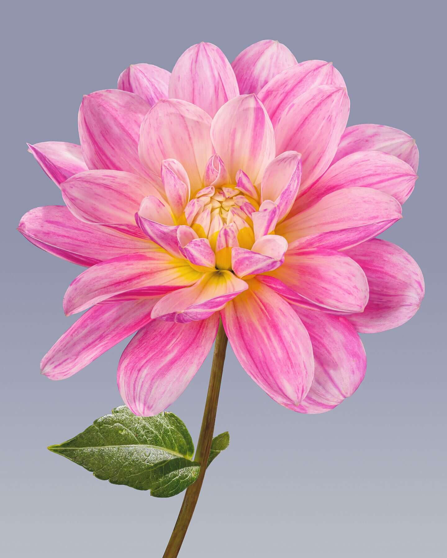 Pink dahlia by Tim Platt Fine Art Photography